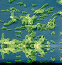 Shelf Life of Foods - Bacteria